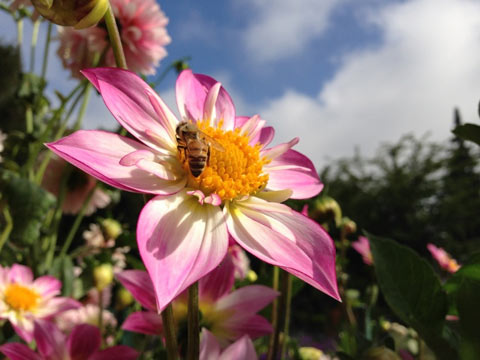 Foto scattate con iPhone 5