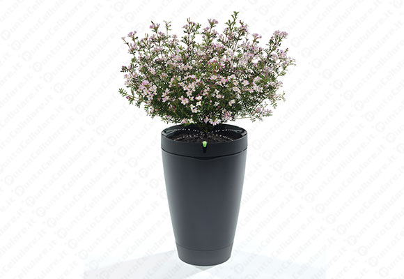 Parrot Pot